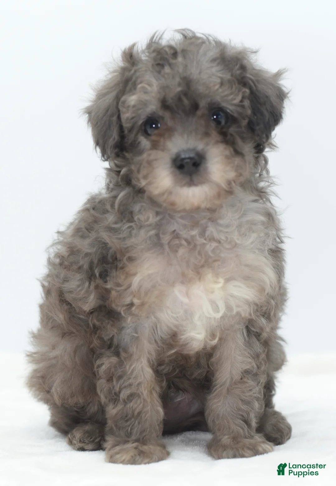 Toy Poodle dogs for sale: Carter! Silver toy male poodle puppy  - Ad 23