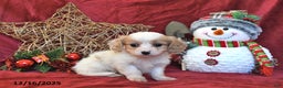Cavachon dogs for sale: Freddie - Ad 1