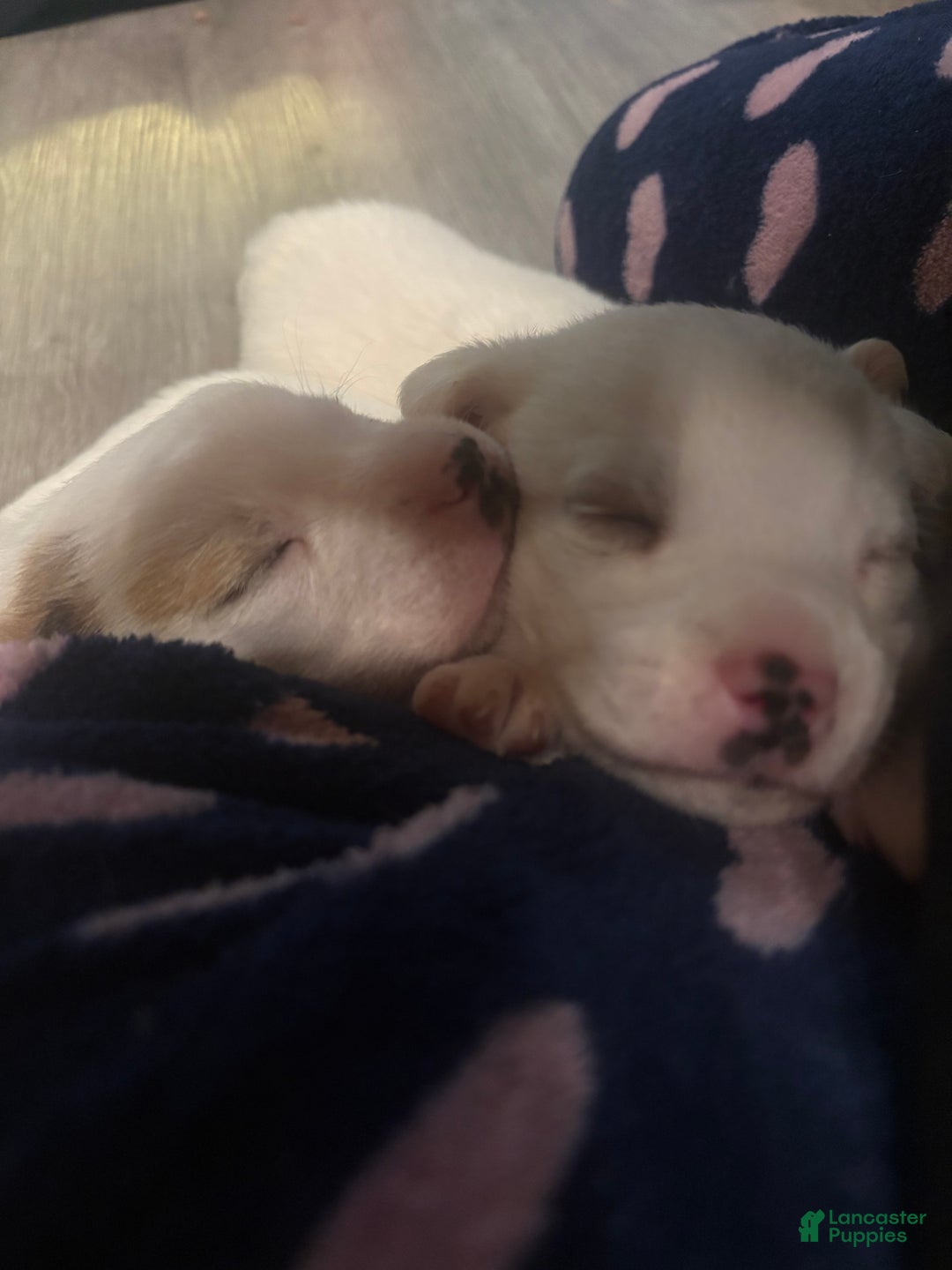 Mixed Breed dogs for sale: Mixed Breed Puppy 4 - Ad 3