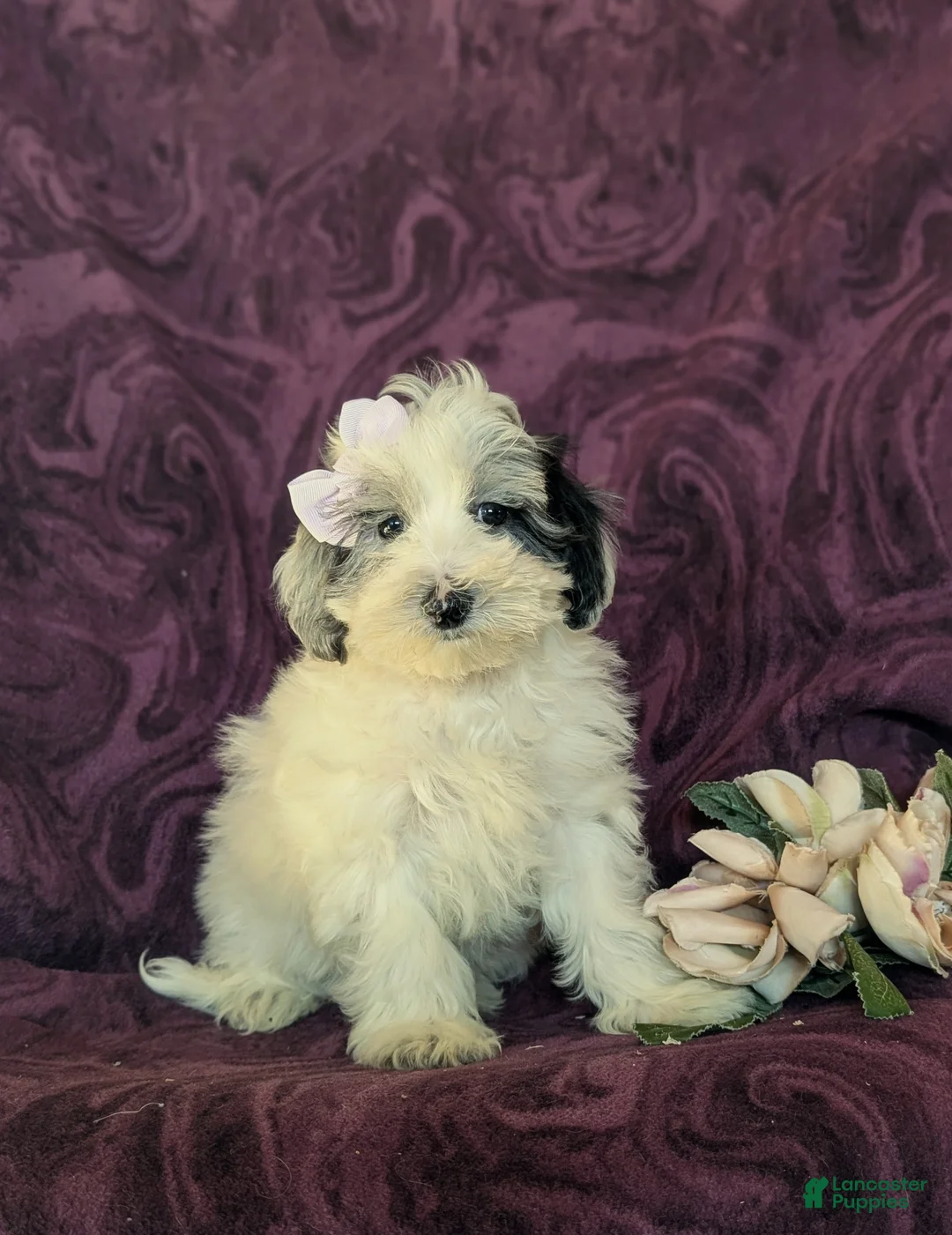 Maltipoo dogs for sale: Devanie - Ad 3