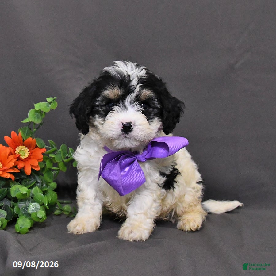 Cavapoo dogs Dasher - Ad 1