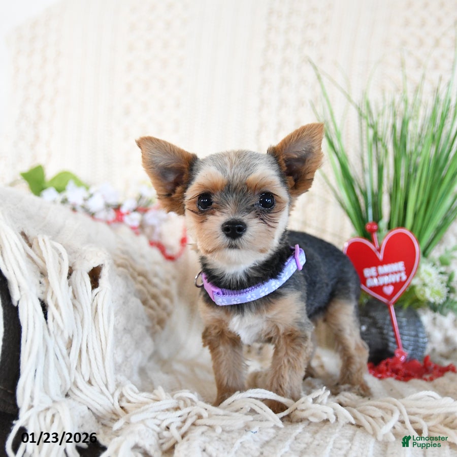 Yorkshire Terrier dogs Mitchy - Ad 10