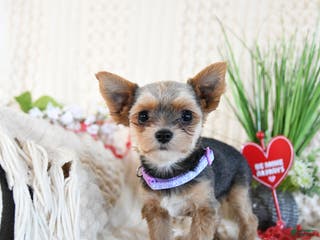 Yorkshire Terrier dogs Mitchy - Ad 10