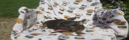 French Bulldog dogs for sale: French Bulldog 5 - Ad 2