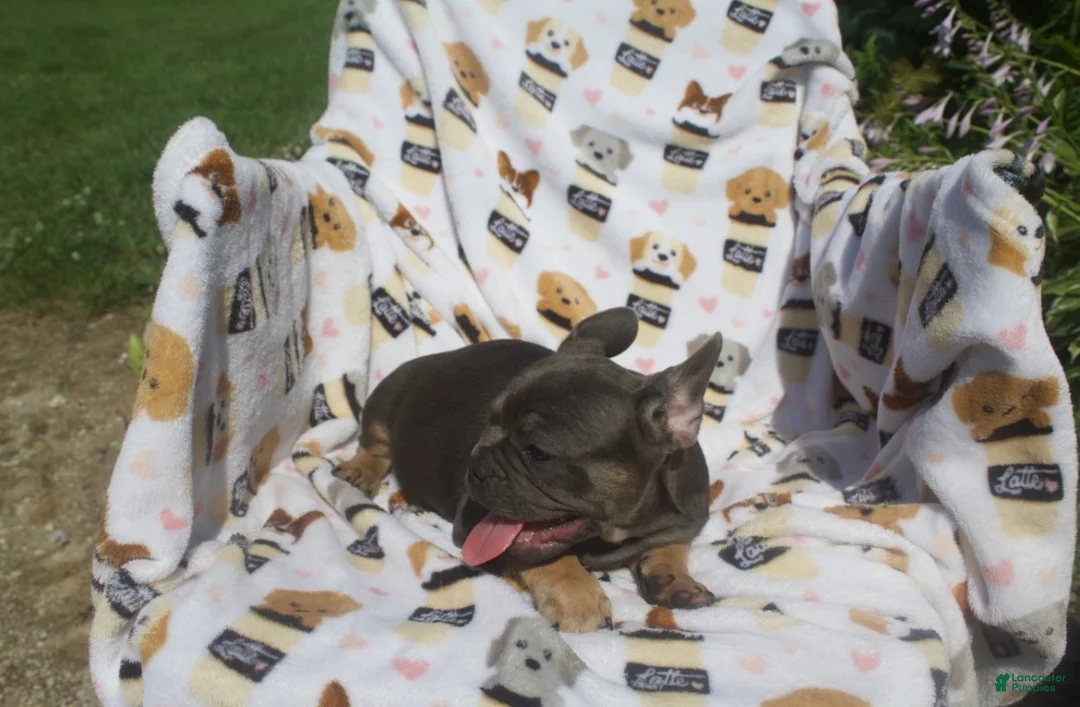 French Bulldog dogs for sale: French Bulldog 5 - Ad 2