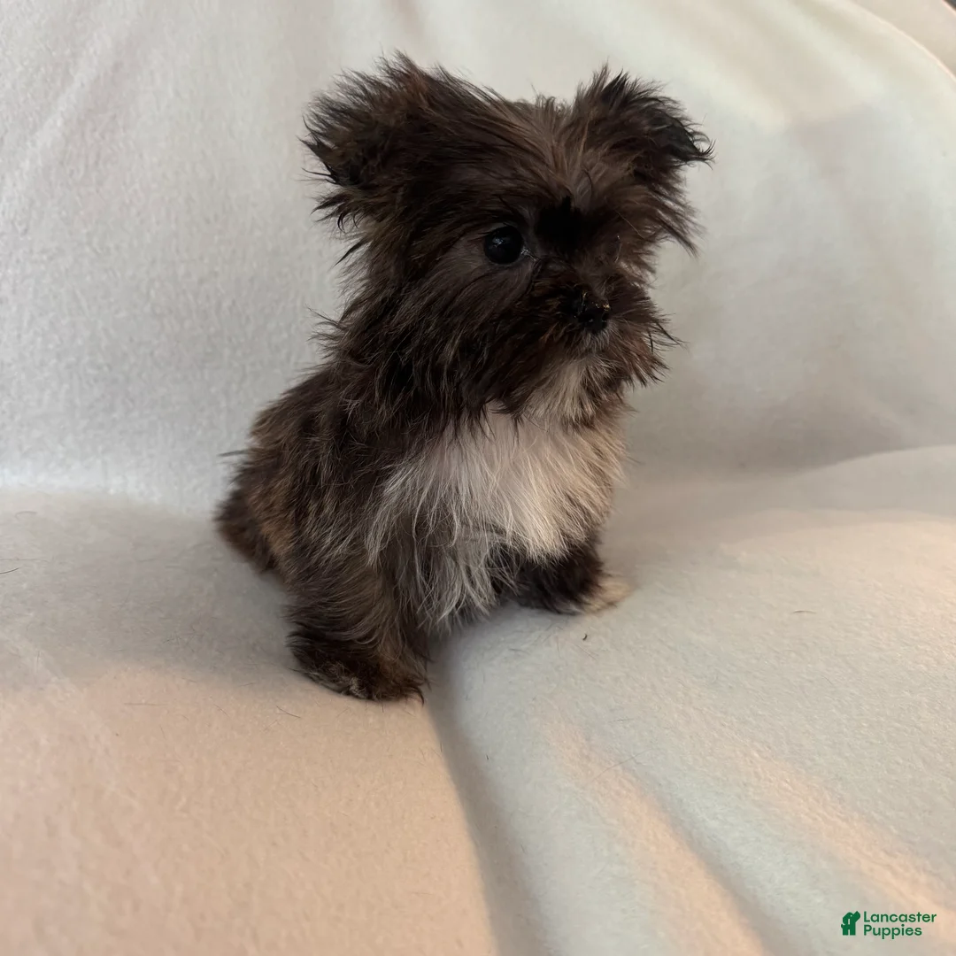 Shorkie dogs for sale: Sally - Ad 4