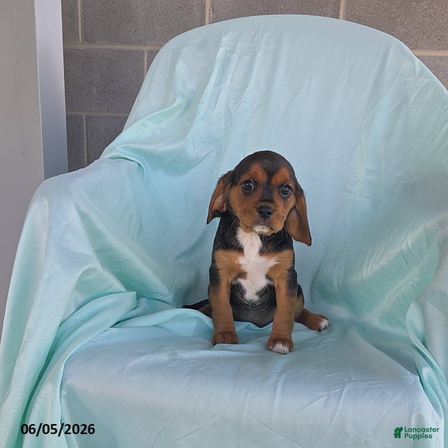 Beaglier dogs Haley  - Ad 1