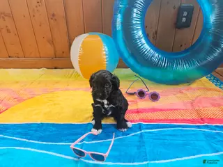 Portuguese Water Dog dogs Nera - Ad 38