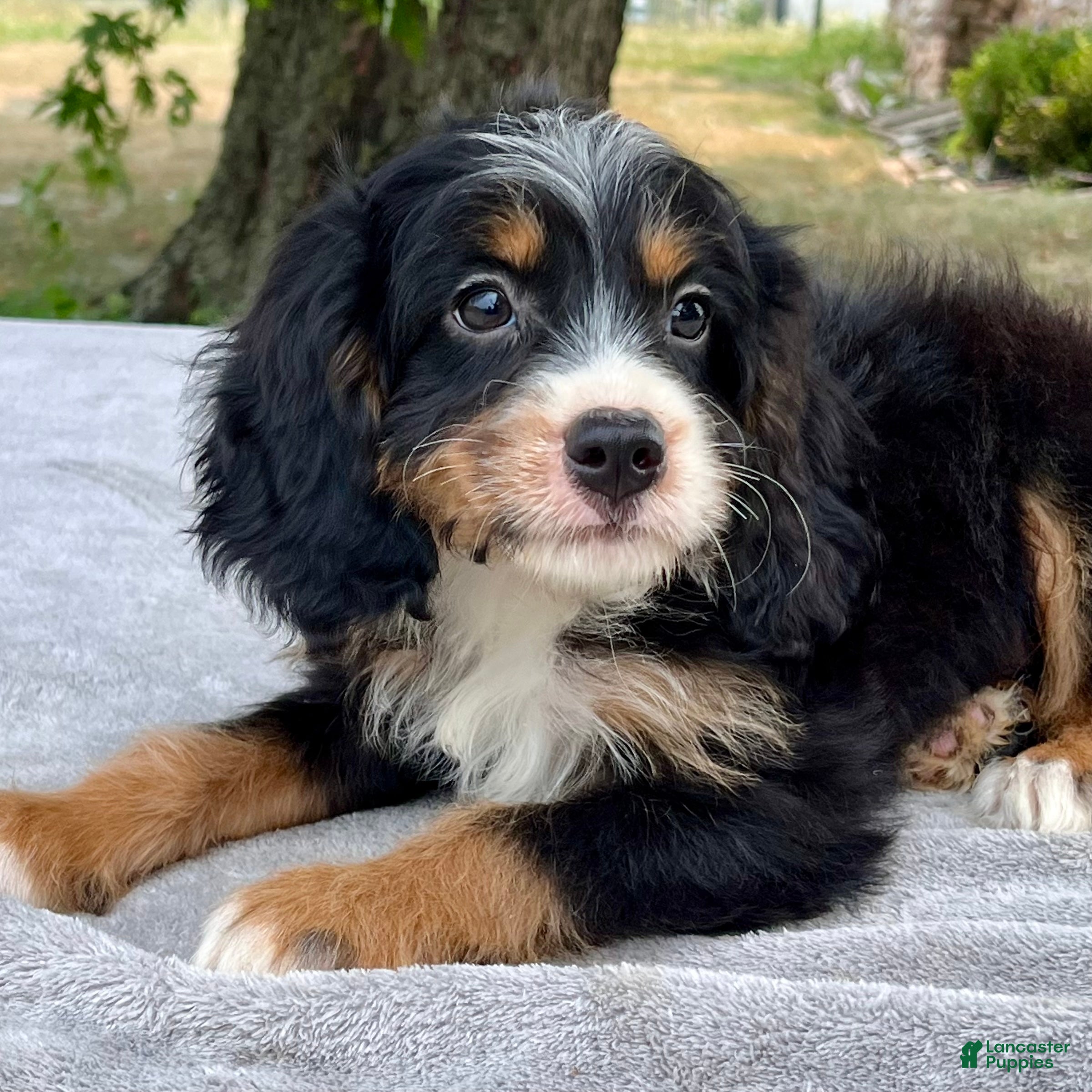 Bernedoodle dogs Archer - Ad 2