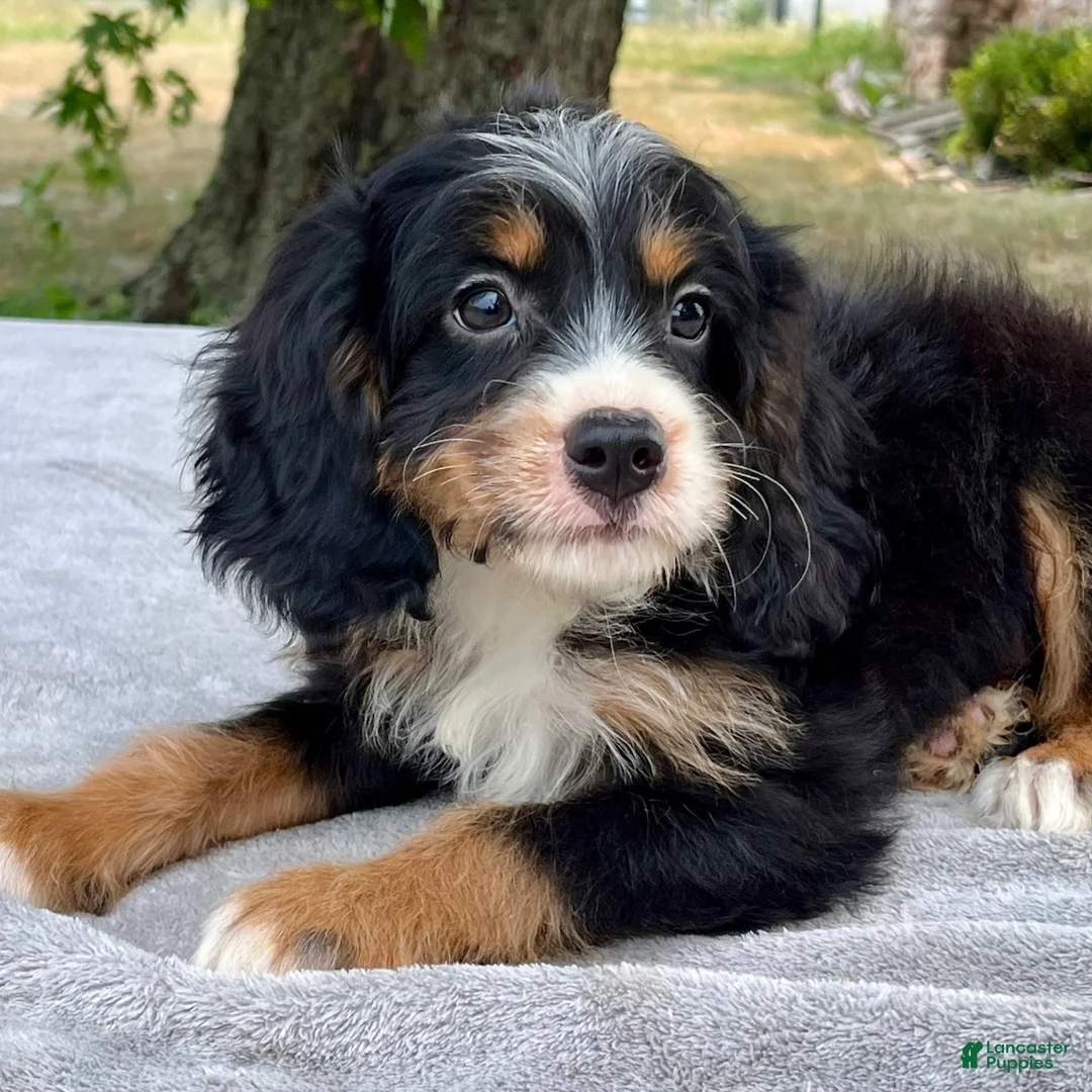 Bernedoodle dogs for sale: Archer - Ad 2