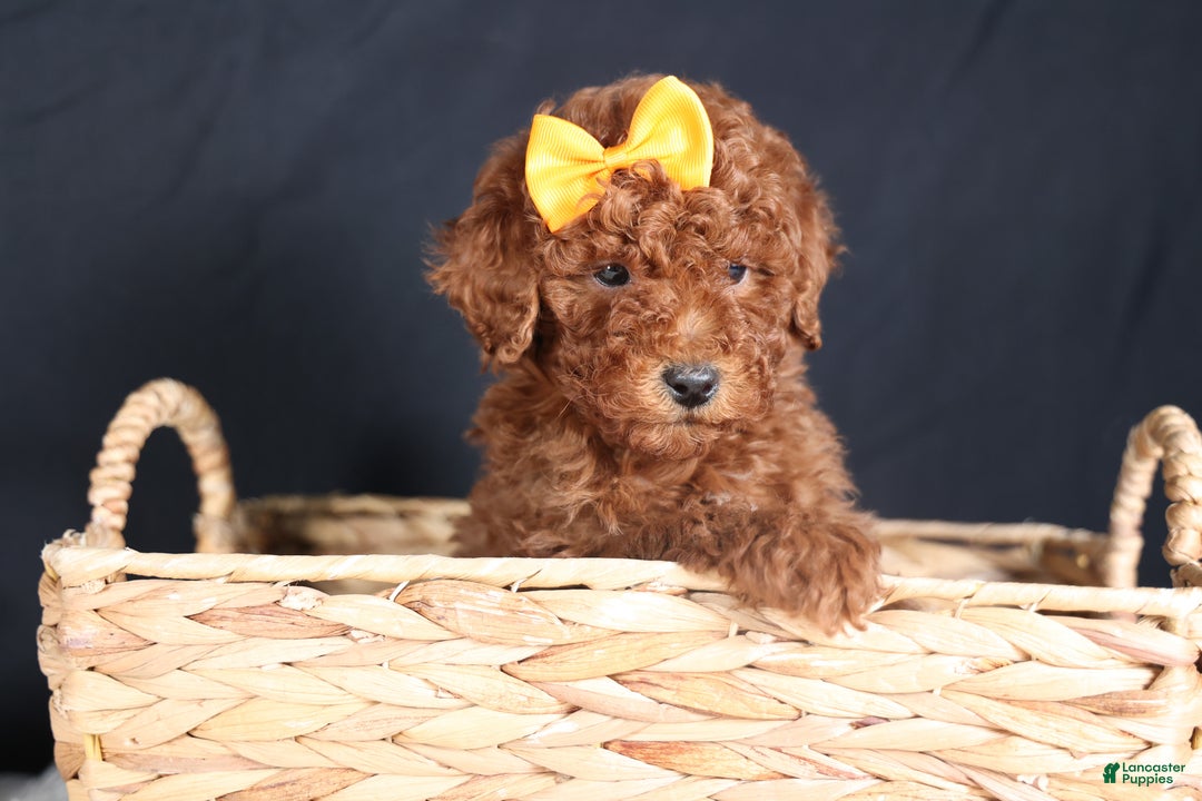 Miniature Poodle dogs for sale: BUDDY - Ad 11