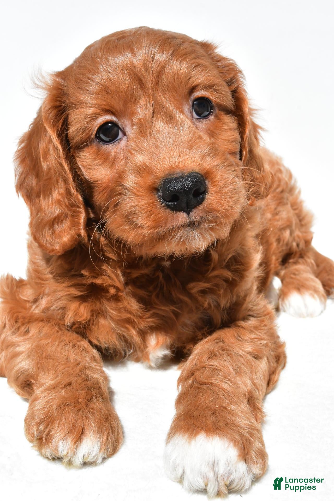 Mini Goldendoodle dogs Hope - Ad 2