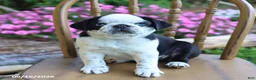 Pug dogs for sale: Sparkle - Ad 4