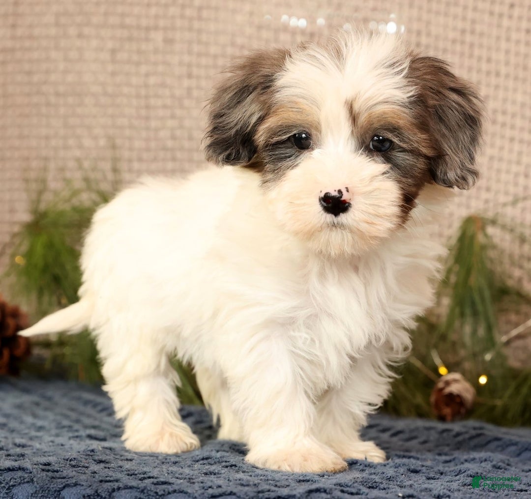 Havapoo dogs for sale: Patrick - Ad 1