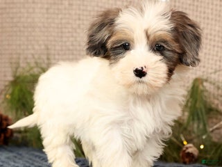 Havapoo dogs Patrick - Ad 15