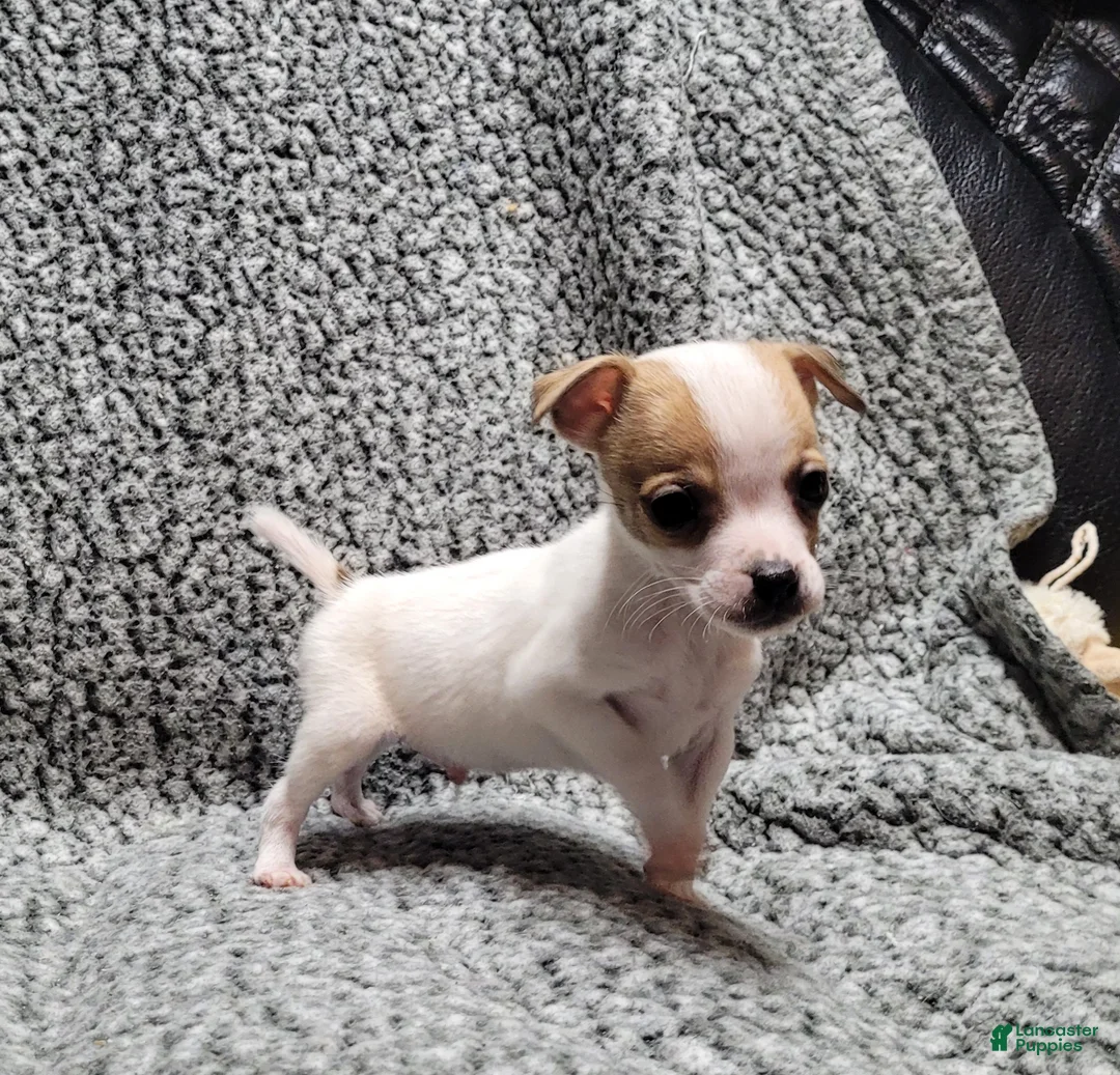 Jack Russell Terrier dogs for sale: Westfork's TATER - Ad 6