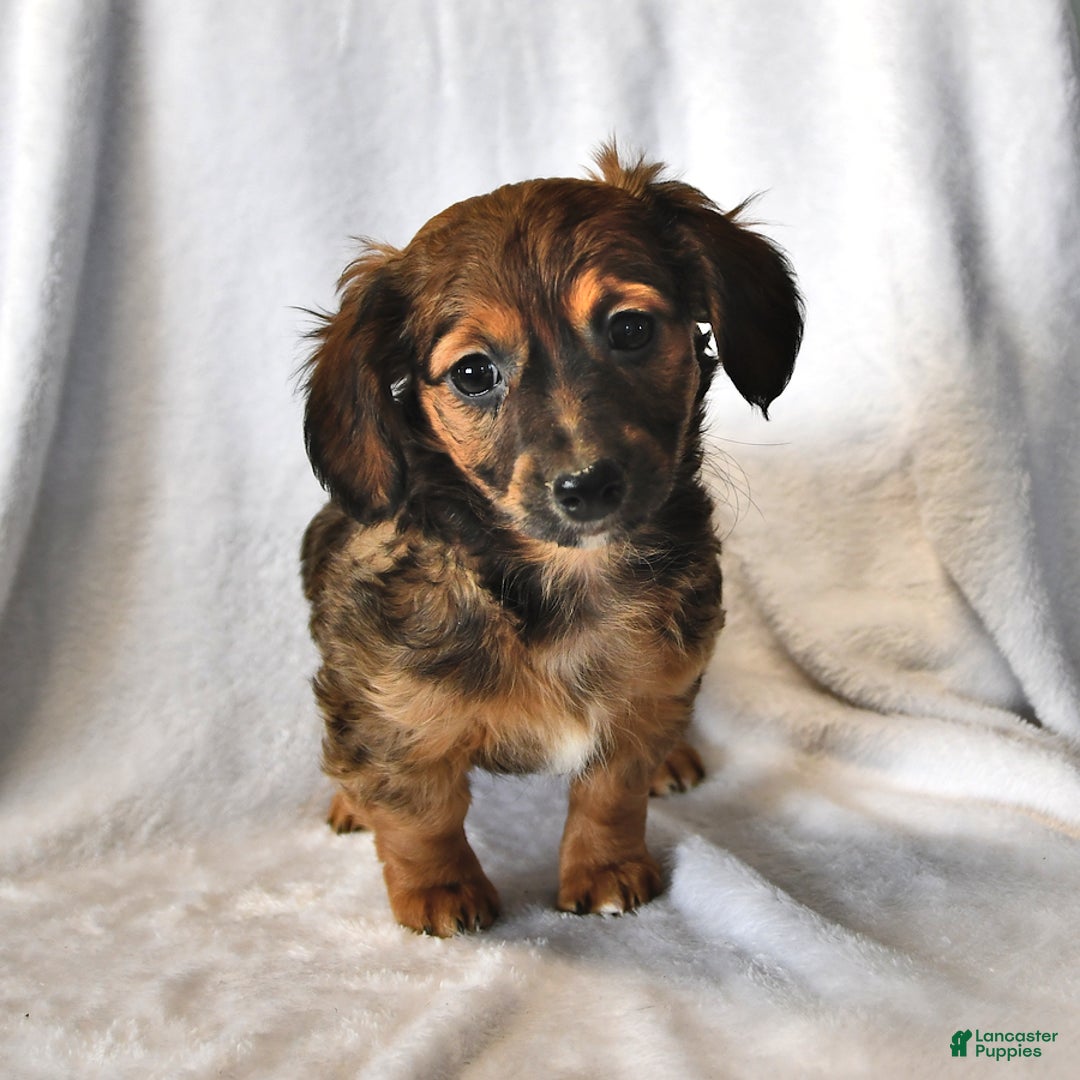 Mixed Breed dogs for sale: Rosie - Ad 2