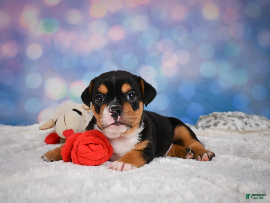 English Bulldog dogs for sale: Buddy - Ad 2