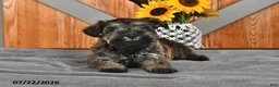 Miniature Schnauzer dogs for sale: Mindy - Ad 2