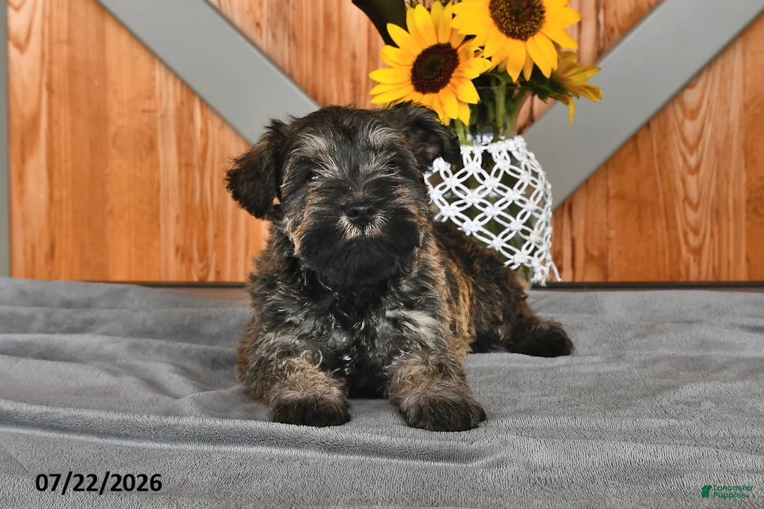 Miniature Schnauzer dogs for sale: Mindy - Ad 2
