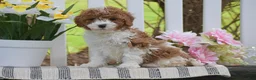 Cavapoo dogs for sale: Stella - Ad 2