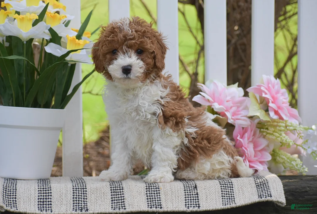 Cavapoo dogs for sale: Stella - Ad 2