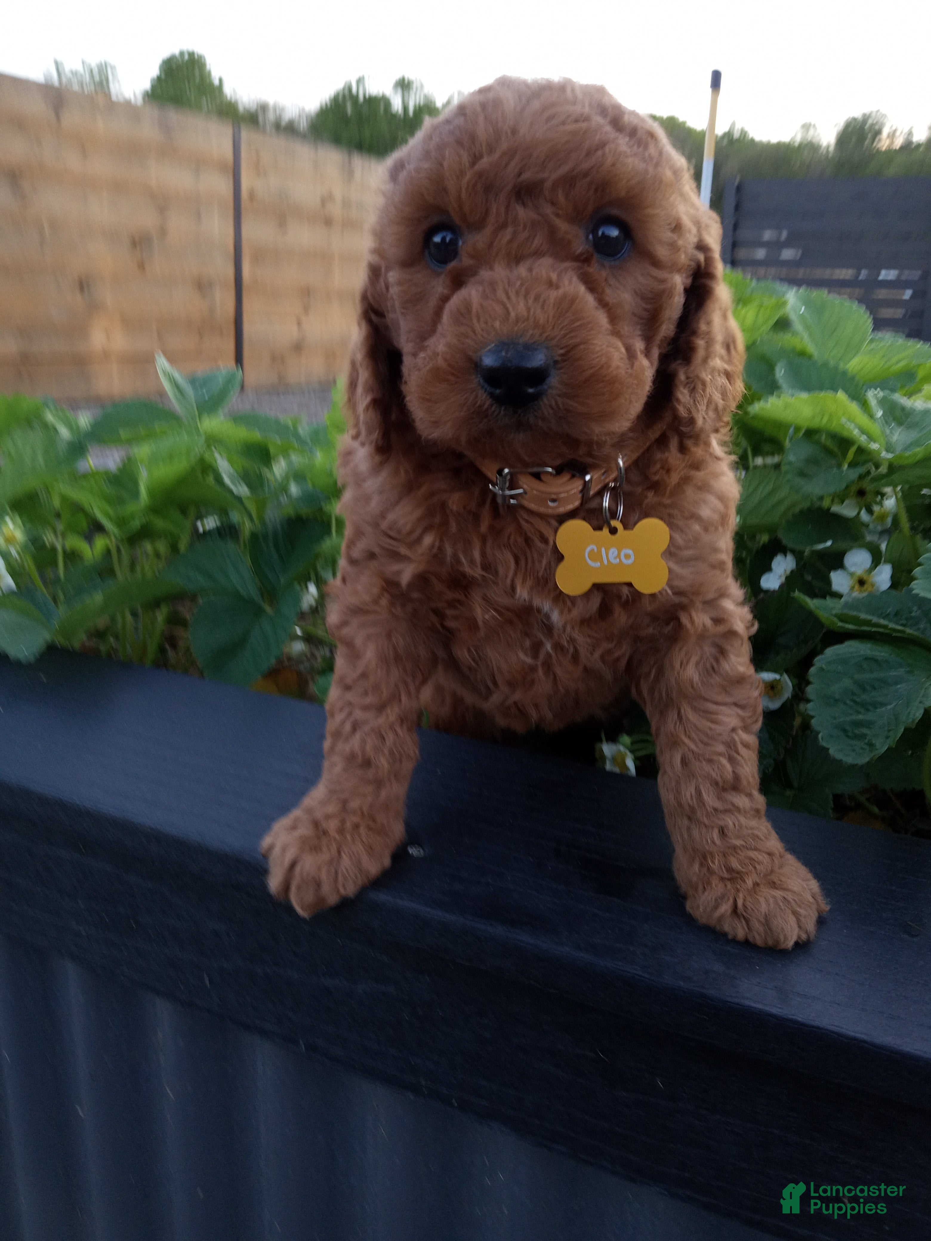 Mini Goldendoodle dogs Cleo F1b - Ad 2