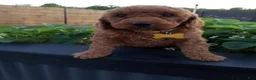 Mini Goldendoodle dogs for sale: Cleo F1b - Ad 3