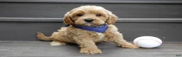 Cavapoo dogs for sale: Lance - Ad 1