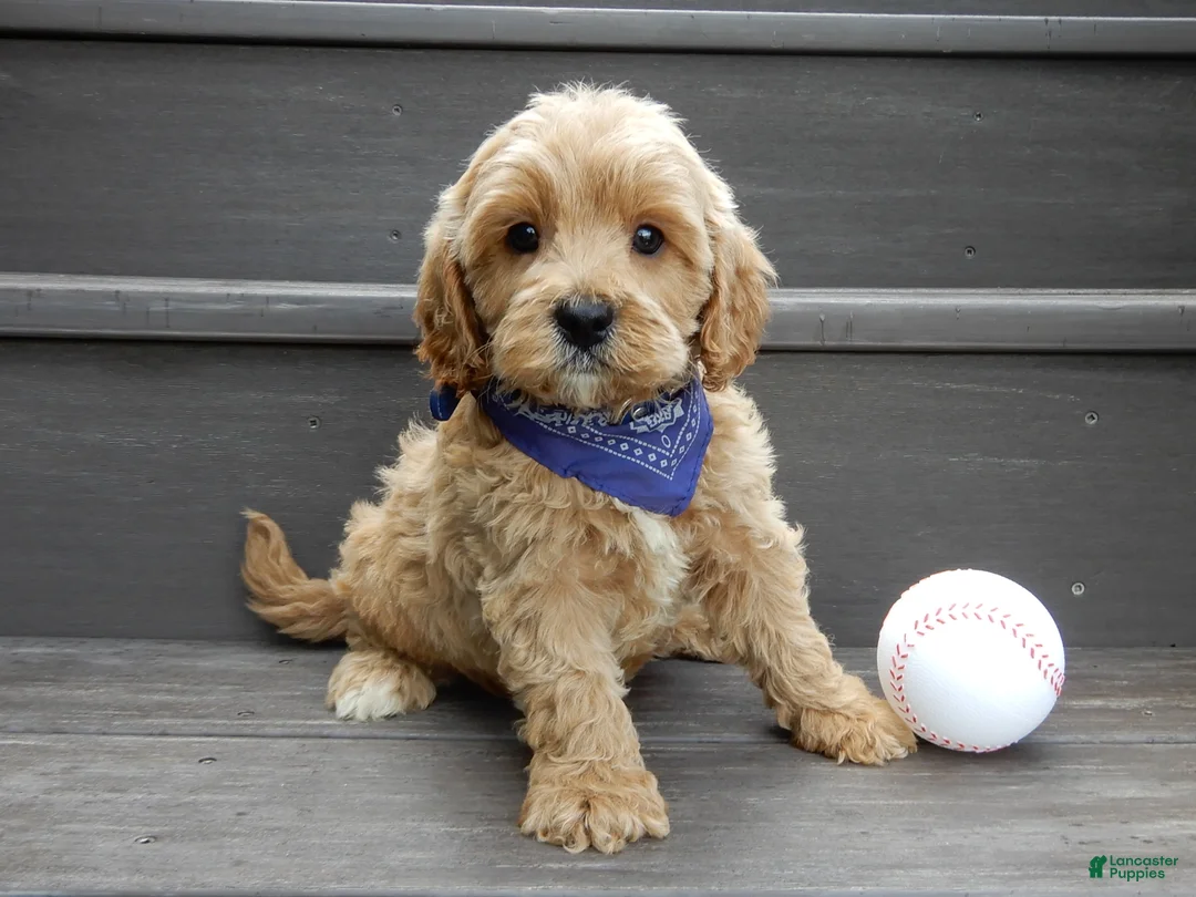 Cavapoo dogs for sale: Lance - Ad 1