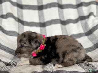 Mixed Breed dogs Aspen - Ad 7