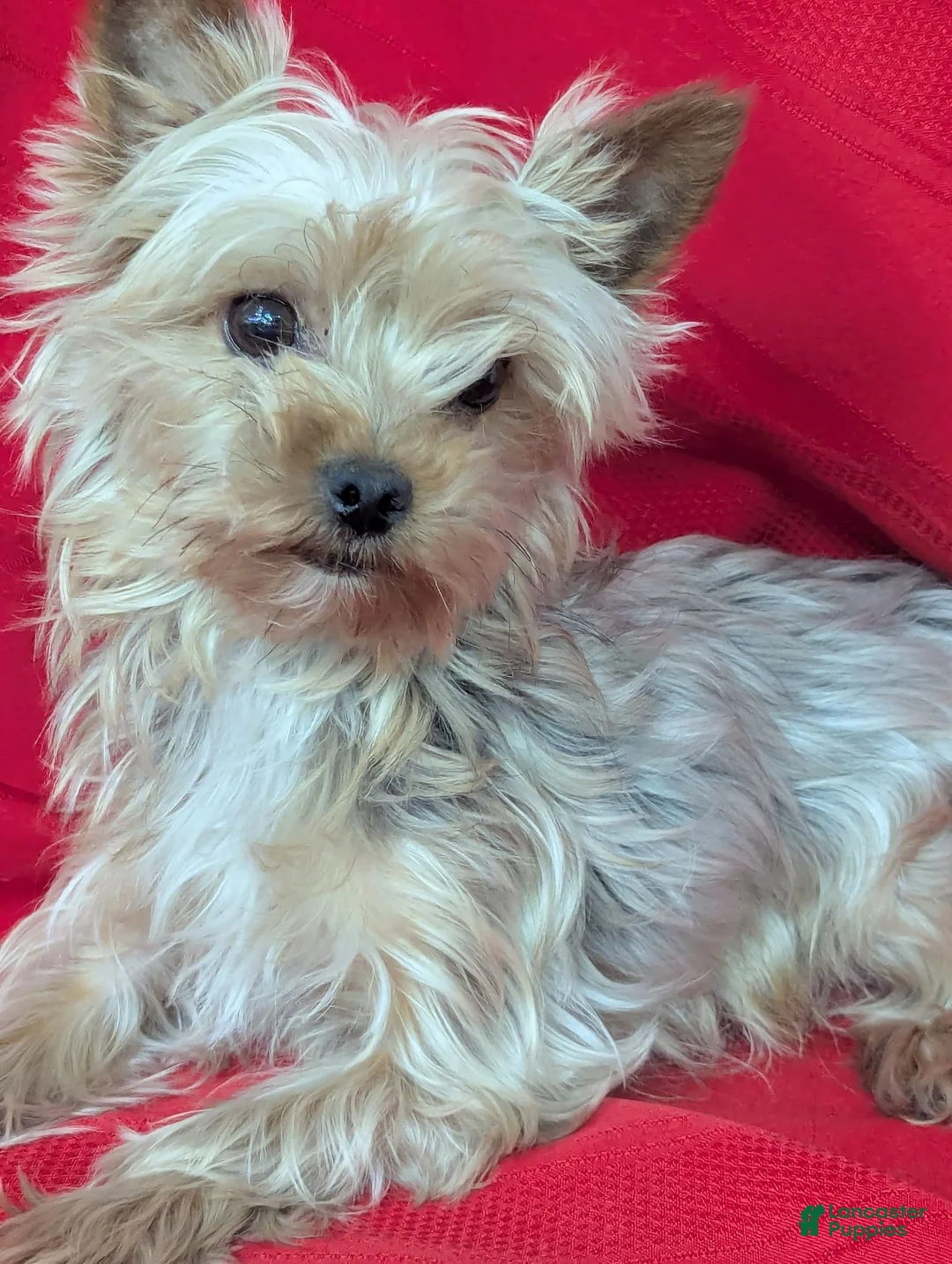 Yorkshire Terrier dogs for sale: Yorkshire Terrier 4 - Ad 2