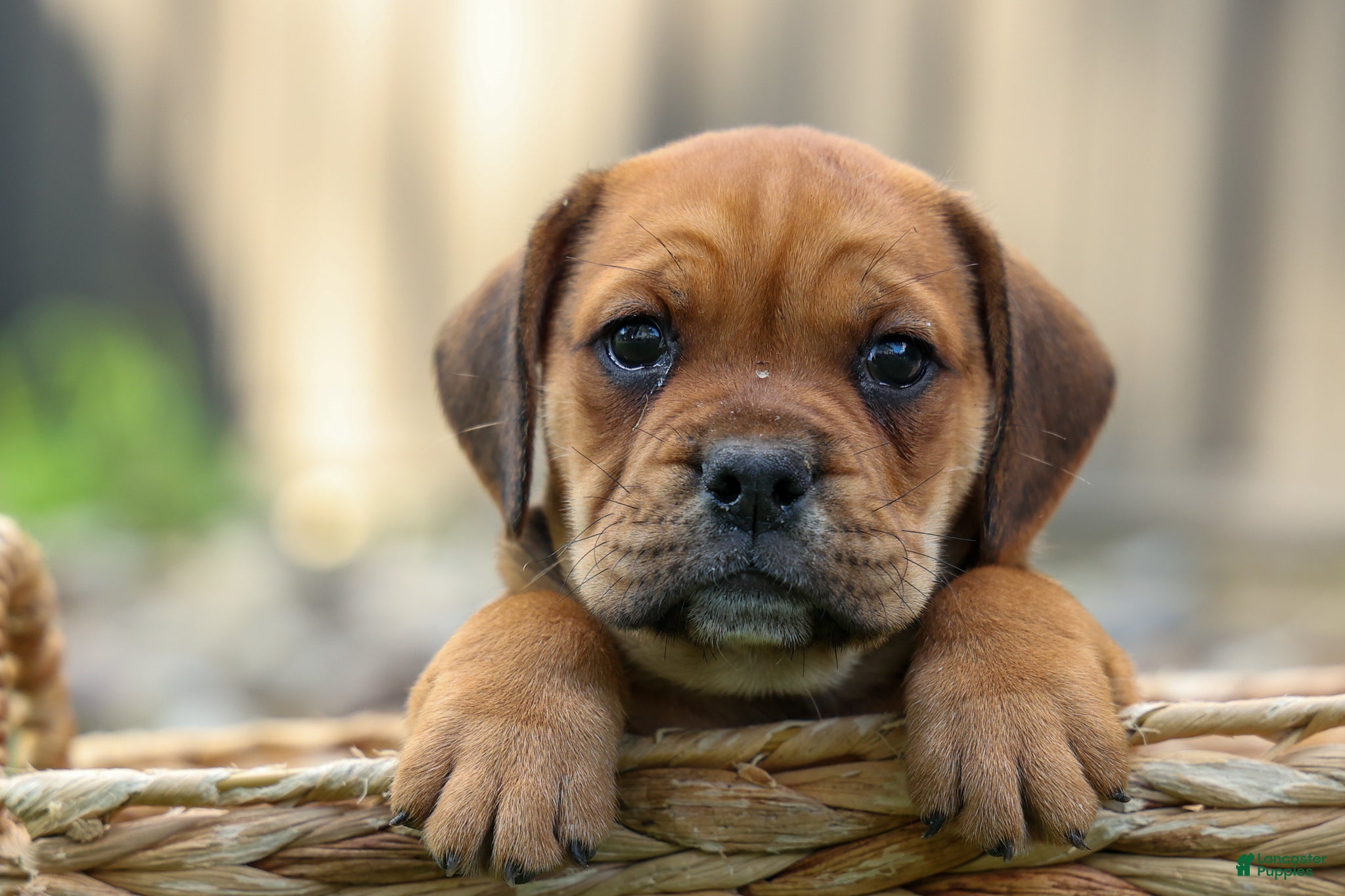 Beabull dogs Arthur - Ad 1
