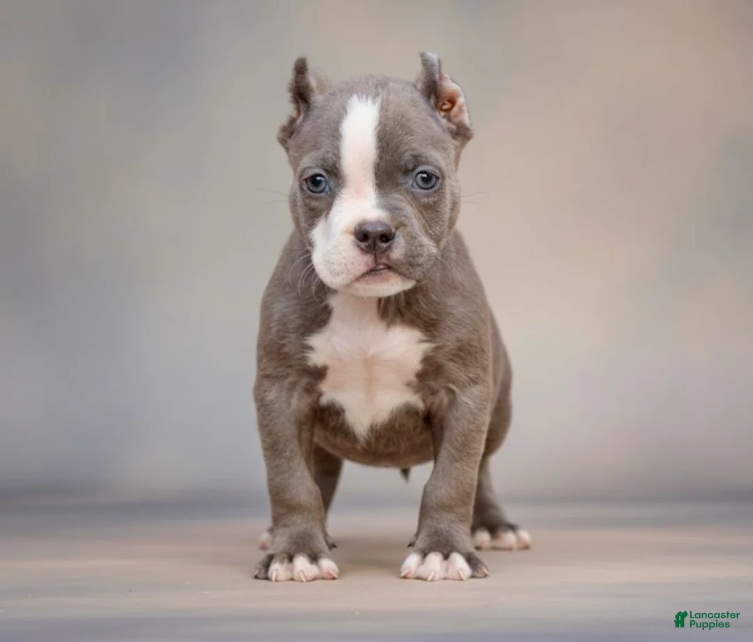 American Bully dogs for sale: American Bully Puppy 1 - Ad 6