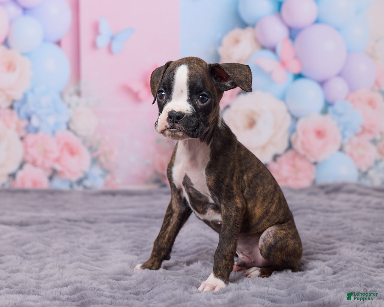 Boxer dogs Tyson - Ad 2
