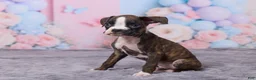 Boxer dogs for sale: Tyson - Ad 2