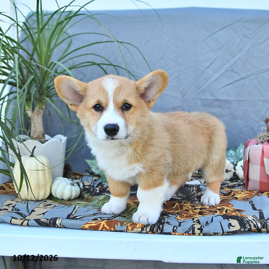 Welsh Corgi Pembroke dogs Arthur - Ad 2