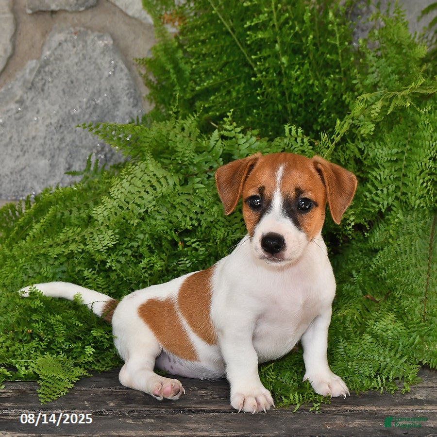 Jack Russell Basset Hound Mix Puppies Jack Russell Terrier Puppies