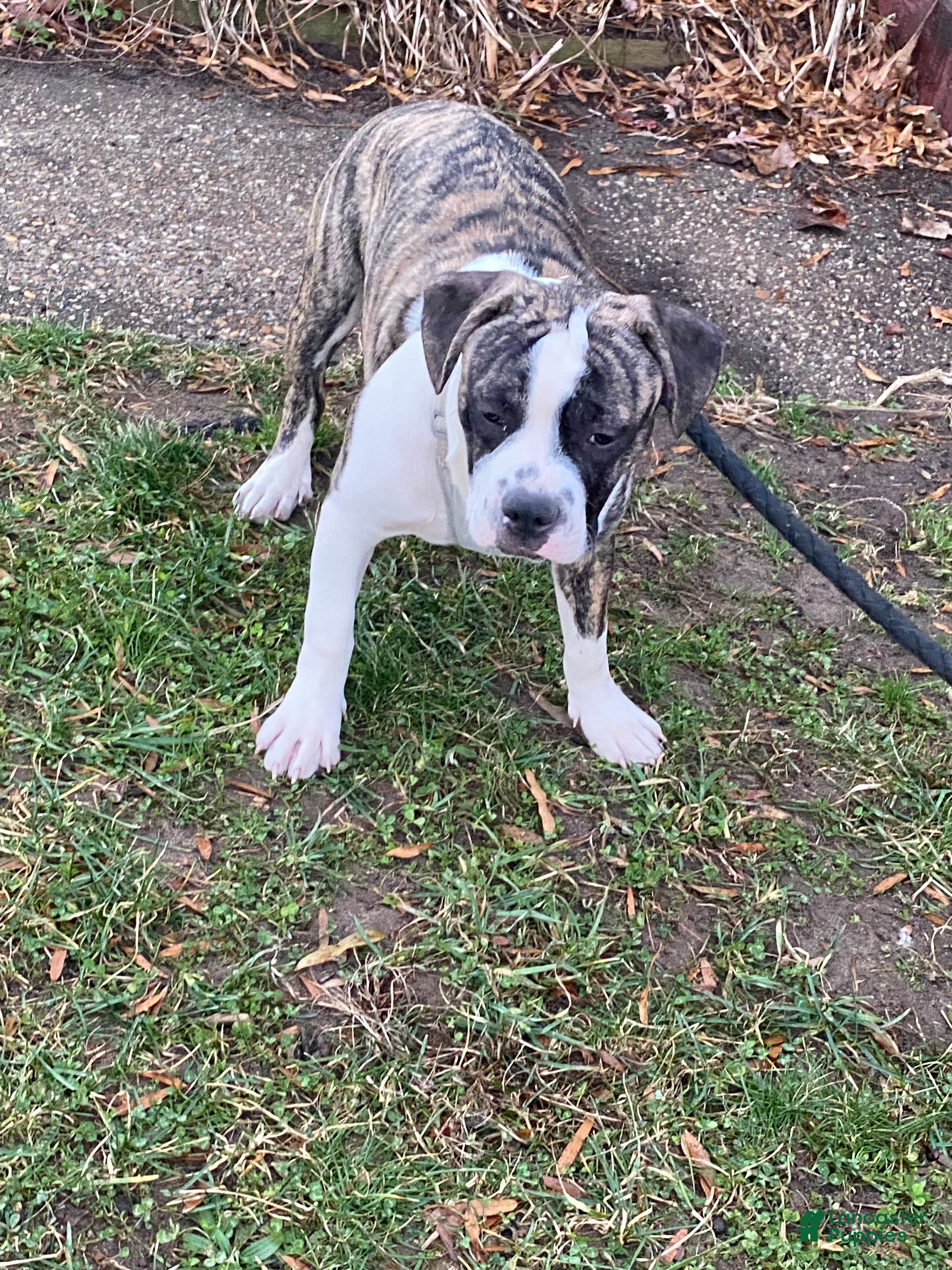 Mixed Breed dogs Bandit  - Ad 9