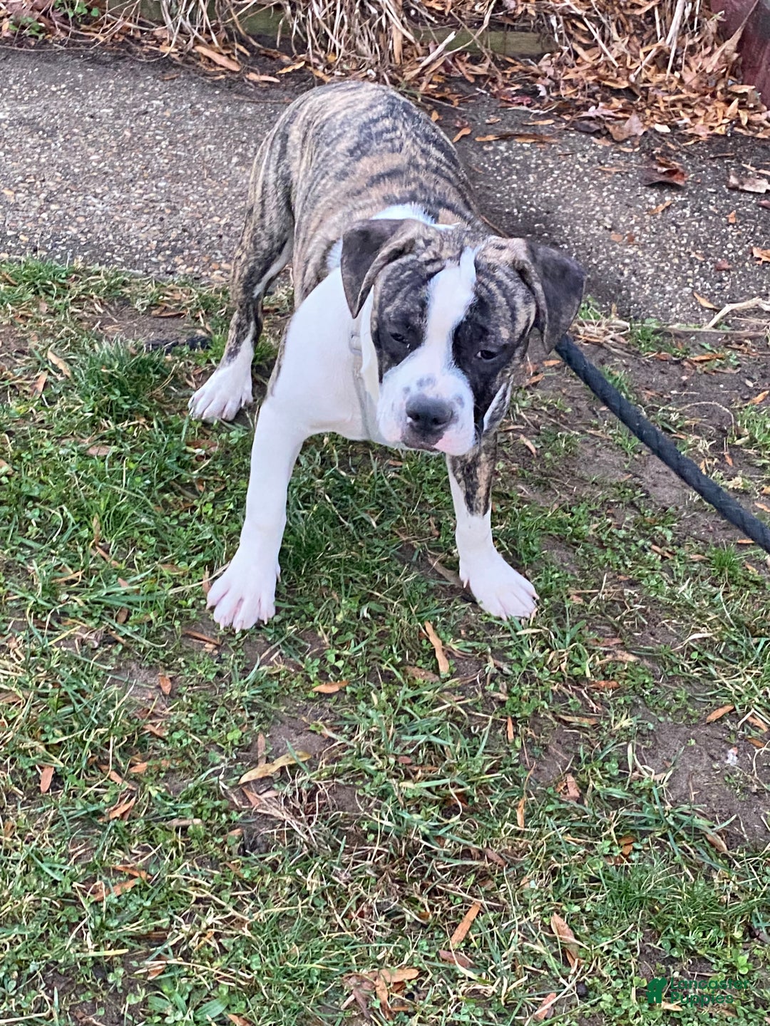 Mixed Breed dogs for sale: Bandit  - Ad 1