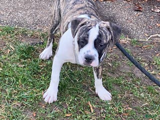 Mixed Breed dogs Bandit - Ad 10