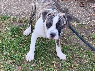 Mixed Breed dogs Bandit - Ad 14