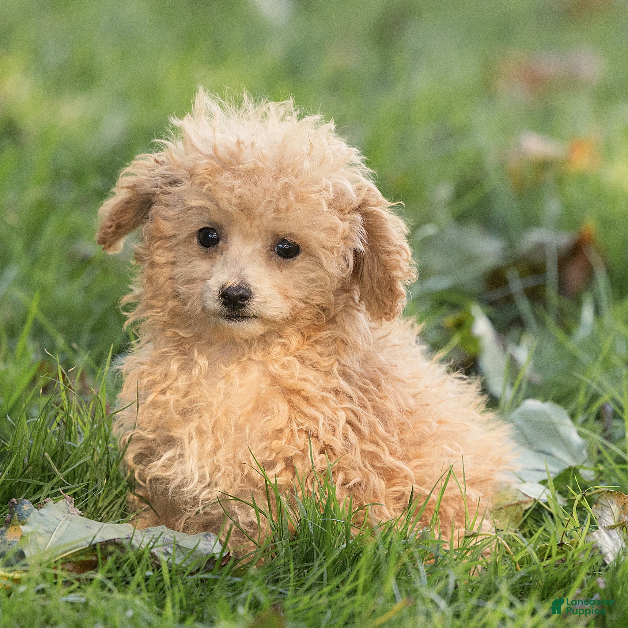 Maltipoo dogs for sale: Winston Maltipoo  - Ad 2