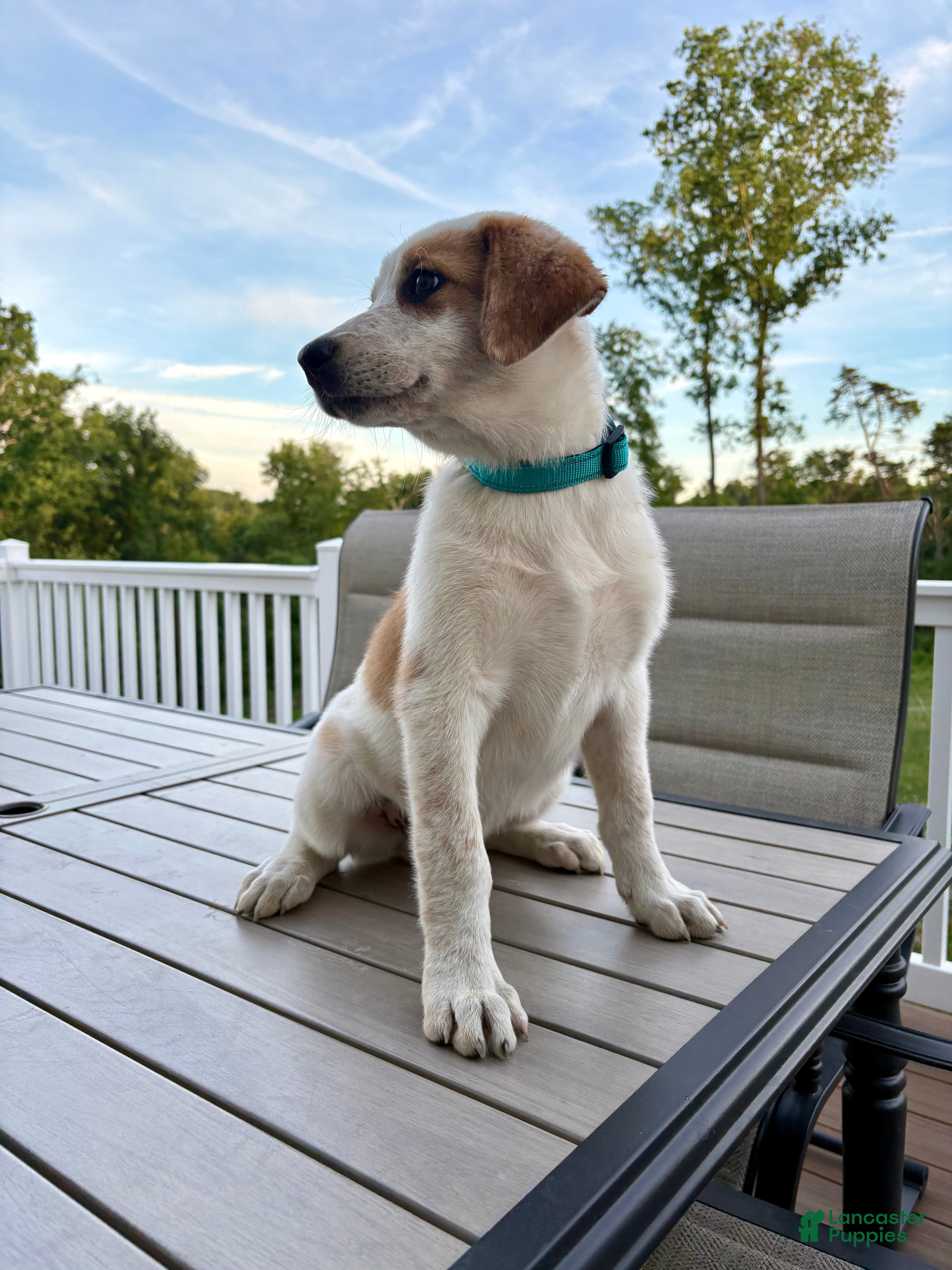 Mixed Breed dogs Harley - Ad 2