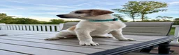Mixed Breed dogs for sale: Harley - Ad 2