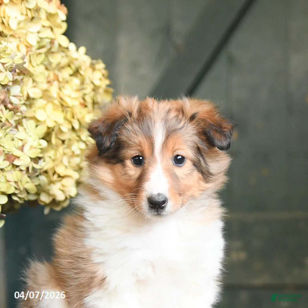 Shetland Sheepdog dogs for sale: Candy - Ad 3