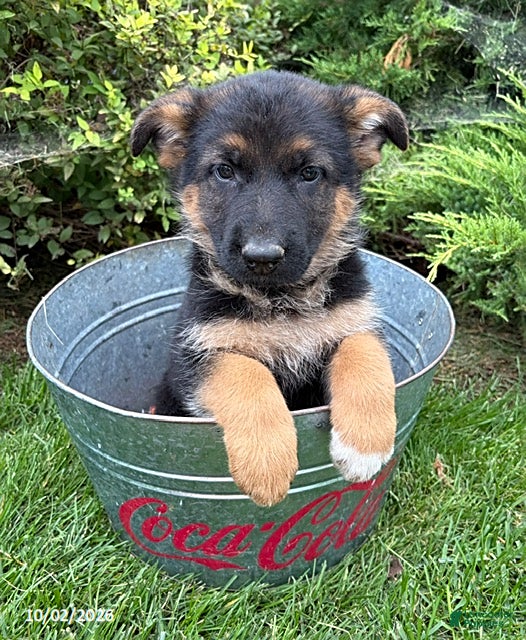 German Shepherd dogs Delaney - Ad 1