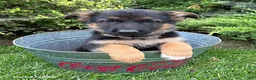 German Shepherd dogs for sale: Delaney - Ad 1