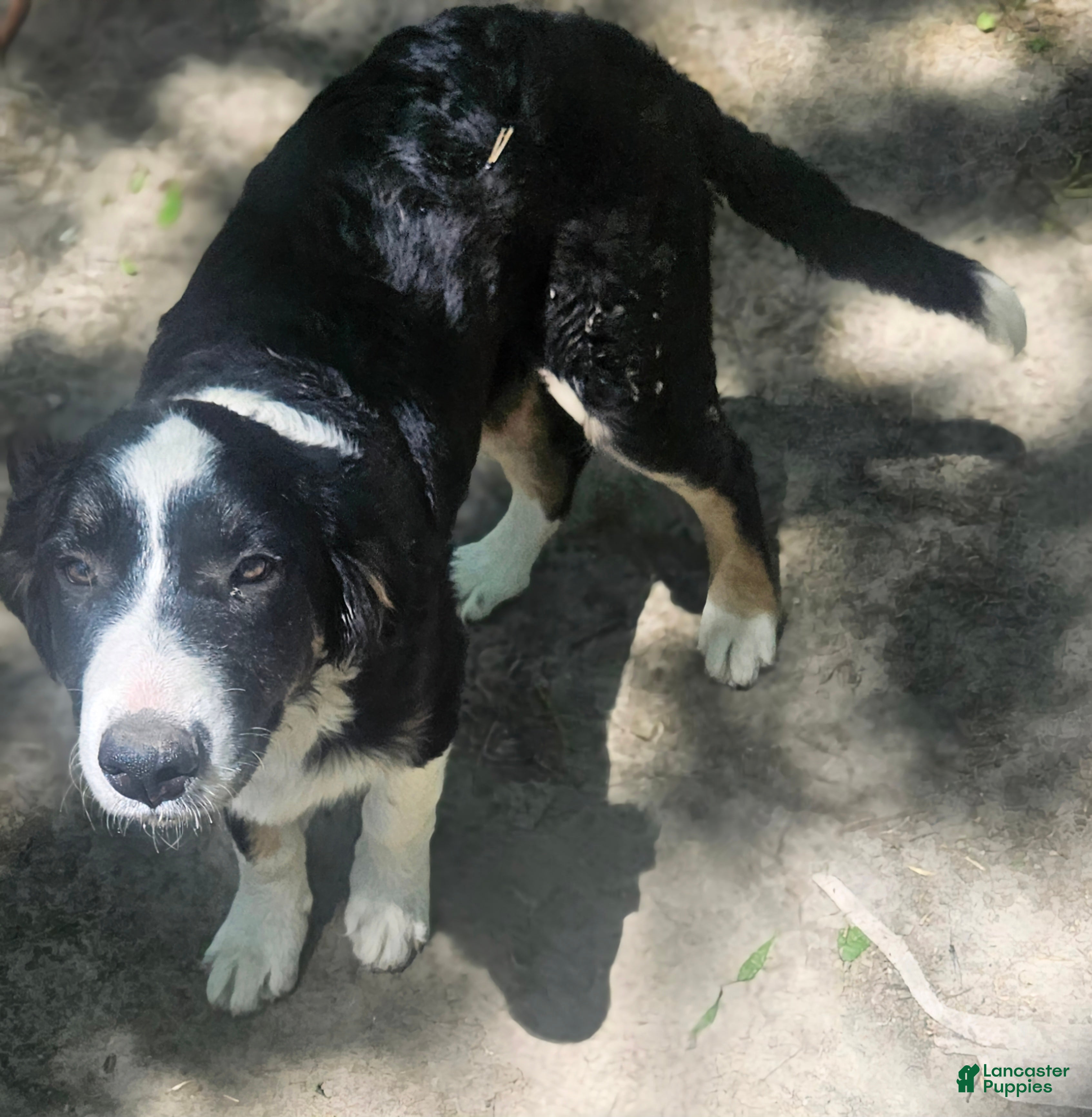 Border Collie dogs Elfrank (Call-Text) - Ad 2