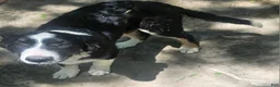 Border Collie dogs for sale: Elfrank (Call-Text) - Ad 1